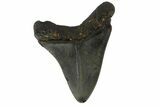 Fossil Megalodon Tooth - North Carolina #152986-2